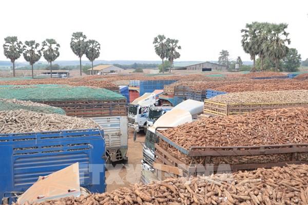 Tây Ninh kịp thời tháo gỡ khó khăn thủ tục nhập hàng nông sản tại cửa khẩu