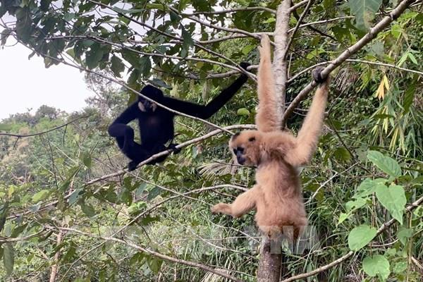 Việt Nam hoang dã - vẻ đẹp bí ẩn của thiên nhiên hồi sinh