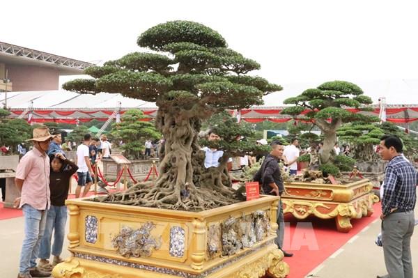 Hội chợ Mùa Xuân 2026: Tăng cường không gian trưng bày cây, hoa, sinh vật cảnh