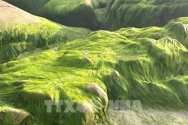 Mùa rêu xanh ở bãi biển Cổ Thạch