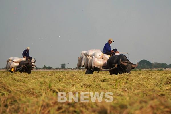 Mồ hôi đổi lấy mùa xuân