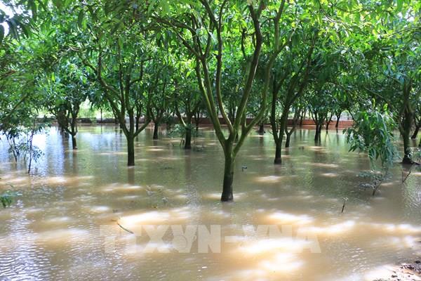 Giữ mùa trái ngọt Tết: Đồng Tháp chủ động ứng phó triều cường