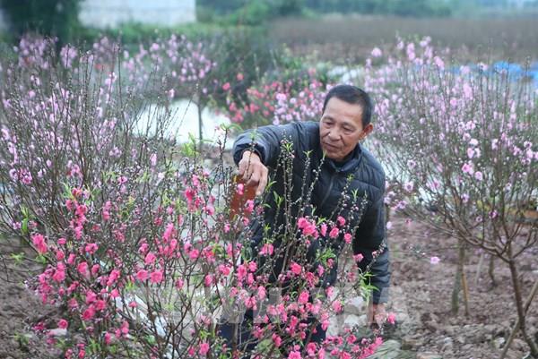Đào nở sớm, người trồng đối mặt nguy cơ “thất thu” dịp Tết