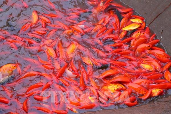 Thủ phủ cá chép rộn ràng vào vụ Tết ông Công ông Táo