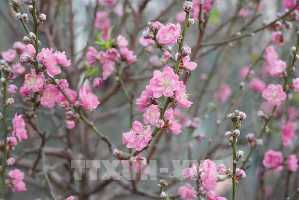 Chào xuân Bính Ngọ  - Mã đáo thành công