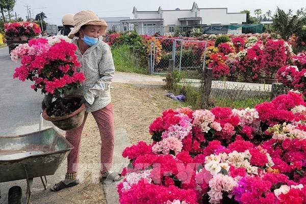 Vĩnh Long trấn an nhà vườn trước cao điểm hoa kiểng Tết