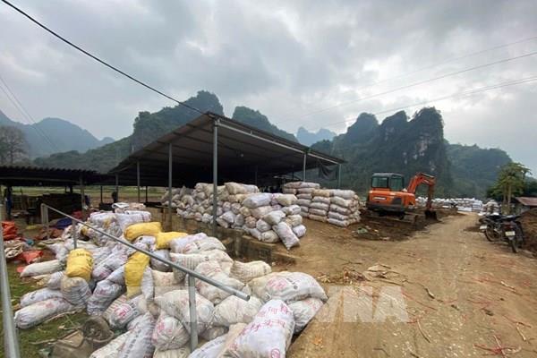 Bài học đầu ra bền vững từ vụ dong riềng được mùa kỷ lục