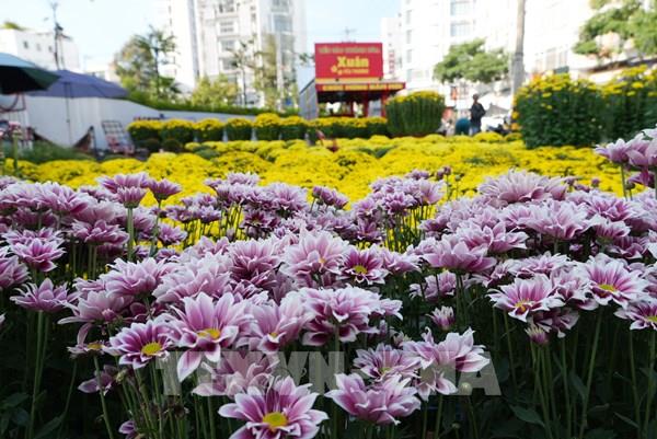 Hoa Tết xuống phố, không khí Xuân sôi động khắp Khánh Hòa