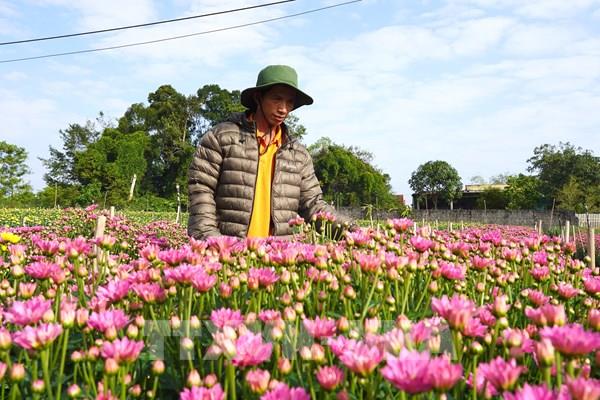 Hoa ngắn ngày "gánh" vụ Tết cho làng hoa Lý Trạch