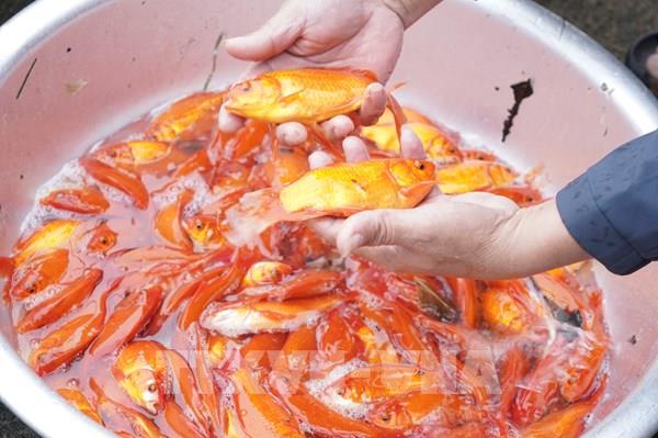 Làng nuôi cá chép đỏ Ninh Châu hối hả "đón" 23 tháng Chạp