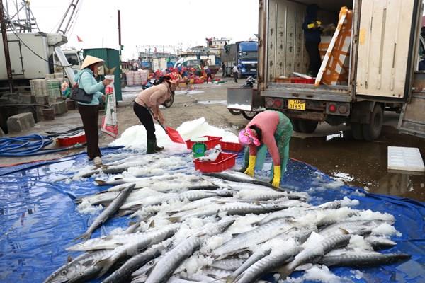 Ngư dân Quảng Trị bội thu những chuyến biển cuối năm