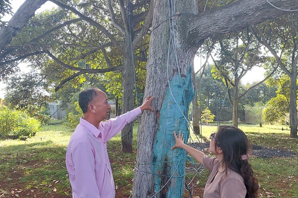 Xây nền tảng "đường dài" cho sầu riêng Việt