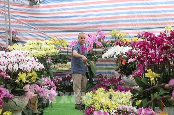 Hương xuân lan tỏa từ chợ hoa Tết