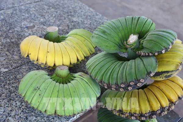 Chuối “bàn tay Phật” ở Đồng Nai hút hàng dịp Tết​