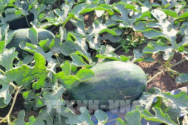 Rau, quả sẵn sàng cho thị trường Tết