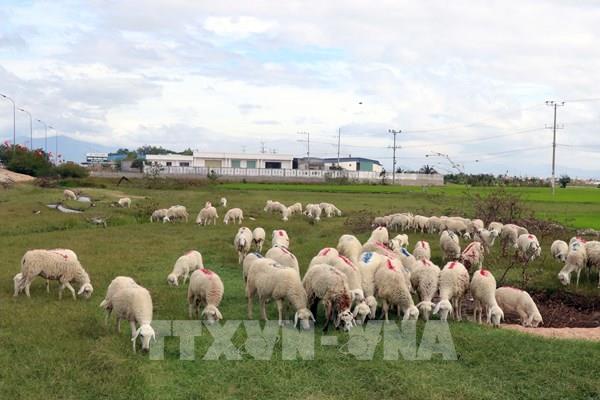 Thịt gia súc được giá, nông dân thêm niềm vui đón Tết