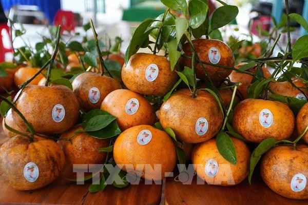 Mùa quýt hồng Lai Vung chín rộ, gọi Tết về Đồng Tháp