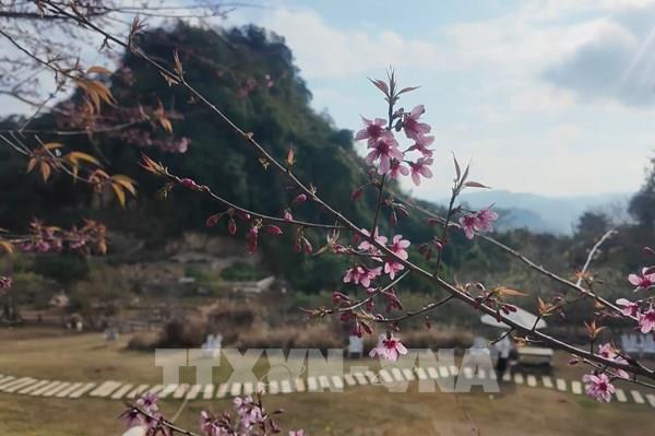 Cao nguyên Mộc Châu mùa Xuân về