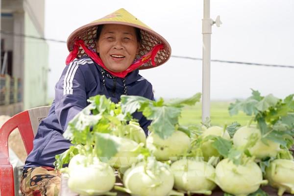 “Vựa rau” lớn của tỉnh Quảng Trị được mùa, mất giá