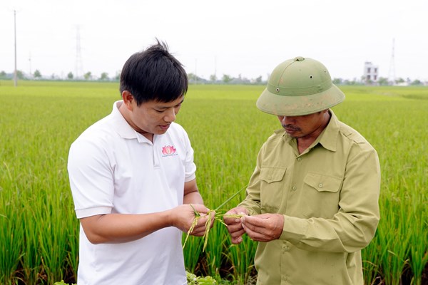 Gieo mầm “công nghệ” trên đồng hữu cơ