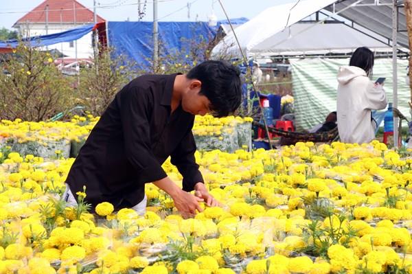 Nguồn cung hoa Tết dồi dào, kỳ vọng sức mua tăng