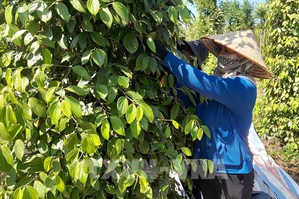 Vốn chính sách mang mùa Xuân ấm áp về vùng biên Đăk Ơ