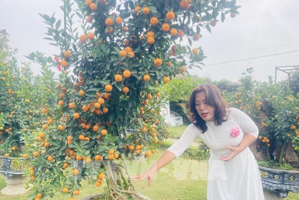 Thú chơi quất ngày Tết và câu chuyện giữ nghề ở Hà Nội