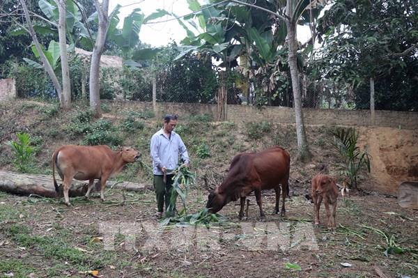 Xuân mới trên những bản làng vùng cao