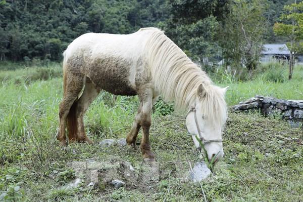 Vó ngựa Mường Lống: Chút tình xưa còn vương nơi cổng trời