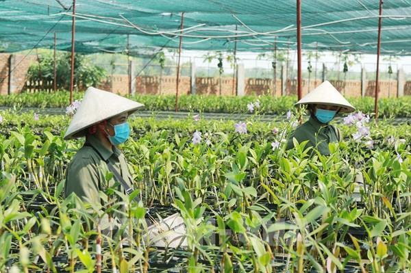 Nông nghiệp TP. Hồ Chí Minh tìm hướng đi xanh trong đô thị đặc biệt