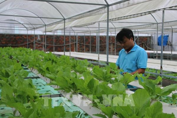 Tái cấu trúc toàn diện, mở lối xanh hóa nông nghiệp TP. Hồ Chí Minh