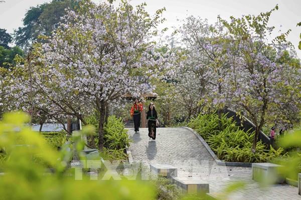 Hoa ban bung nở trên phố núi Điện Biên