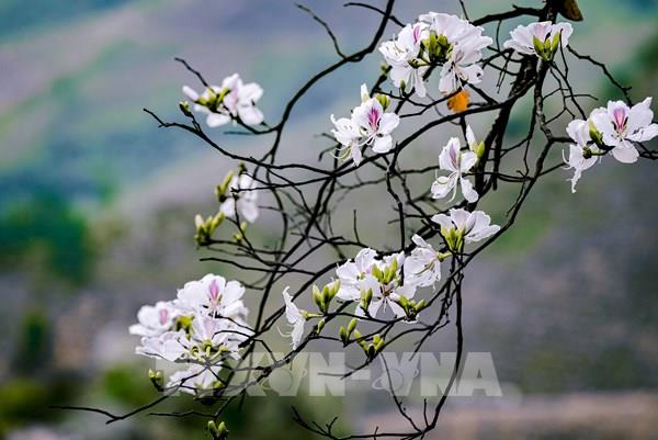 Hoa ban bung nở trên phố núi Điện Biên