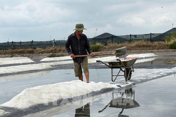 Mưa trái mùa làm thiệt hại hàng trăm ha muối ở TP. Hồ Chí Minh