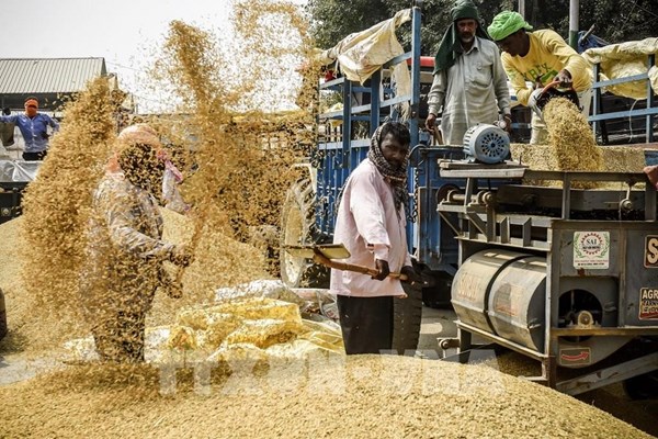 Pakistan: Xuất khẩu gạo giảm mạnh trước áp lực cạnh tranh từ Ấn Độ