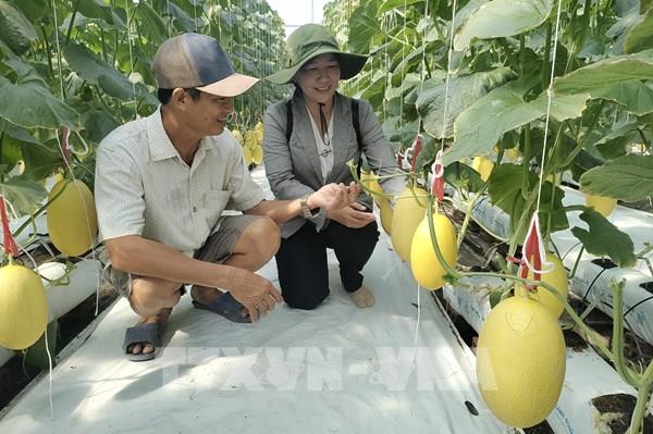 Từ ruộng vườn truyền thống đến nông nghiệp số ở Vĩnh Long