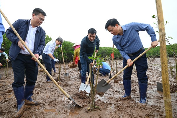 Doanh nghiệp đồng hành phục hồi rừng ngập mặn ven biển