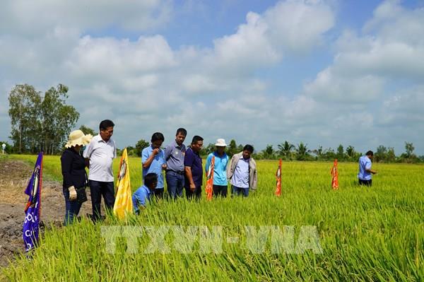 Doanh nghiệp bắt tay trường đại học phát triển lúa