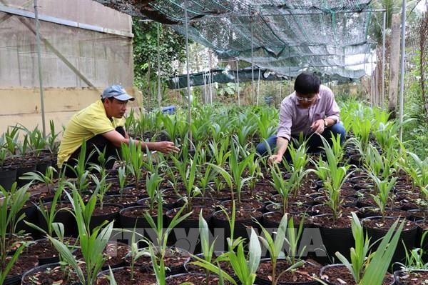 Vĩnh Long xây hộ chiếu xanh cho trái dừa xuất khẩu