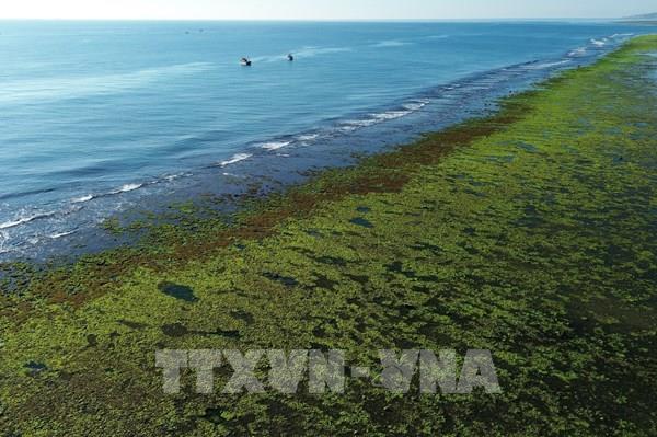 Trải nghiệm vẻ đẹp cánh đồng rong biển ở Khánh Hòa