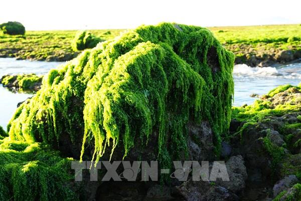 Trải nghiệm vẻ đẹp cánh đồng rong biển ở Khánh Hòa