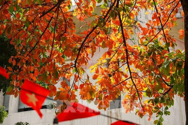 Hà Nội vào mùa cây thay lá