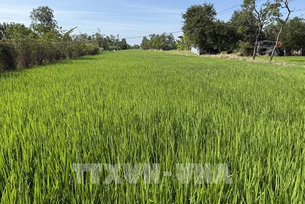 Kích hoạt phương án ứng phó từ sớm với xâm nhập mặn