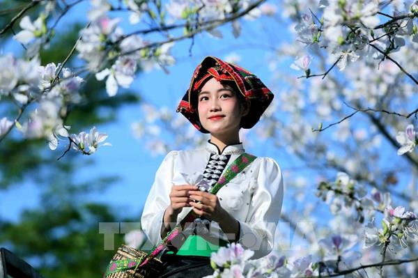 Hoa ban nở trắng Sơn La