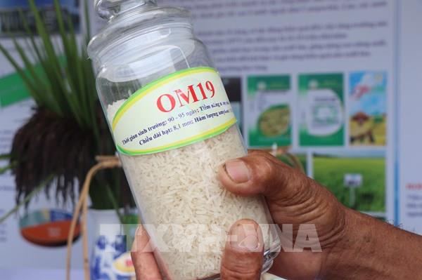 Xây dựng thương hiệu “Gạo Cần Thơ” từ những giống lúa đặc sản mới