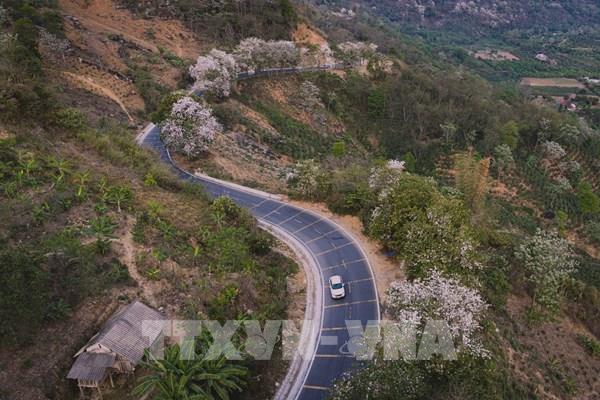 Hoa ban khoe sắc trên những cung đèo ở Điện Biên