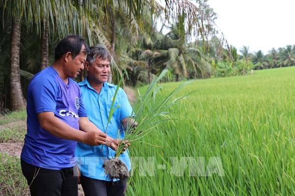 Hợp tác xã trở thành trục liên kết nông nghiệp Vĩnh Long