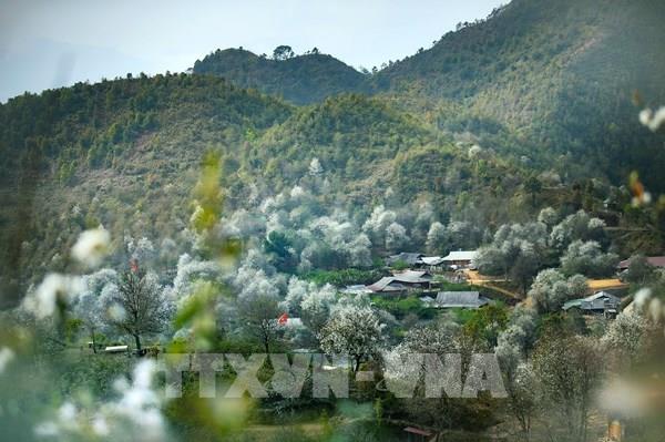 Nậm Nghiệp mùa hoa sơn tra trắng trời Tây Bắc