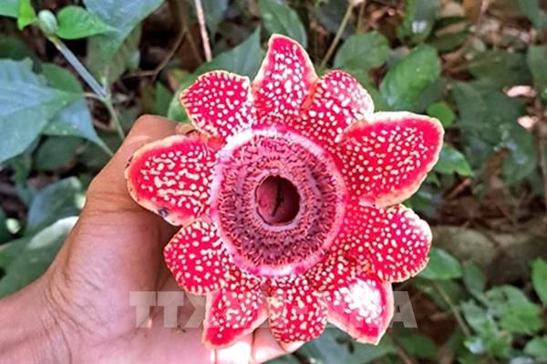 Phát hiện loài hoa quý hiếm Địa nhãn Himalaya trong rừng Phong Nha - Kẻ Bàng