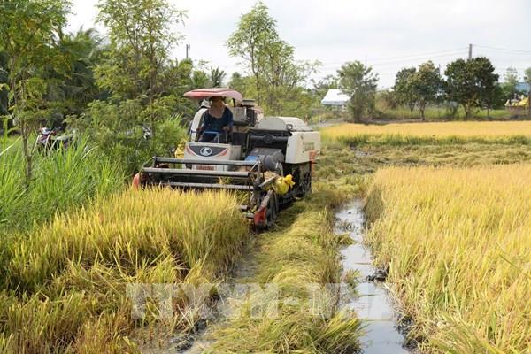 Đồng Tháp trúng mùa lúa, giá bán vẫn thấp
